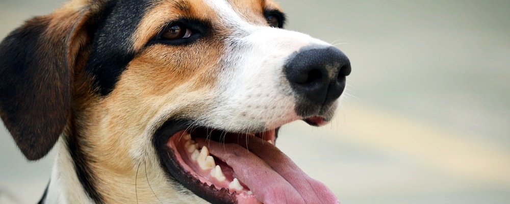 새끼 강아지 목욕 4