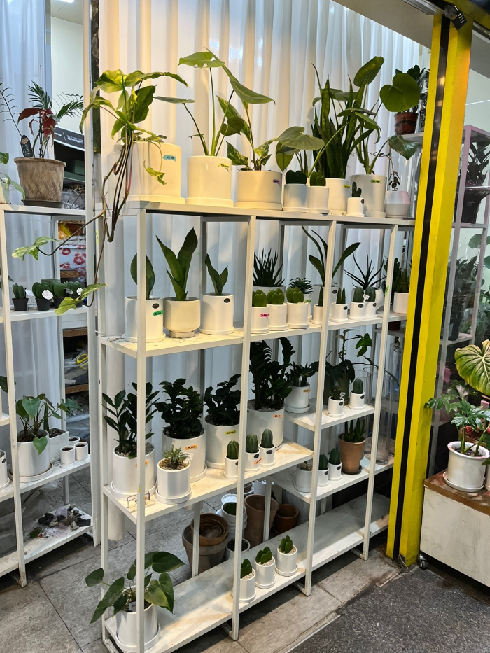 화분 식물