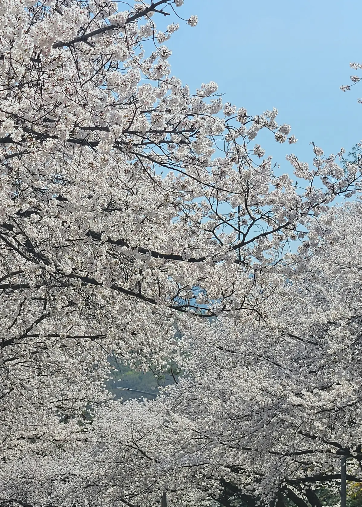 렛츠런파크-벚꽃