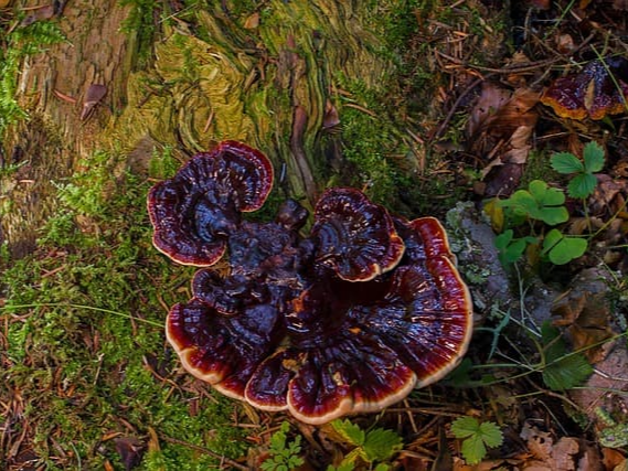 피부건강에 좋은 상황버섯