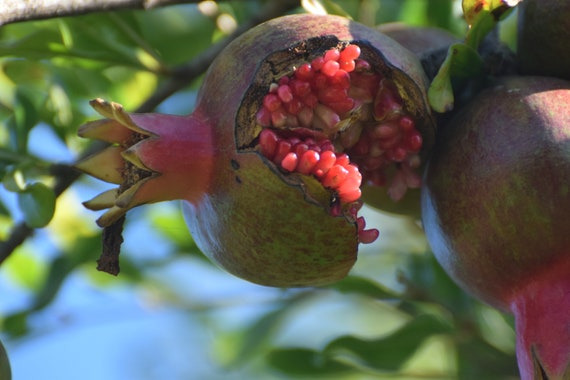 석류즙 효능&amp;#44; 복용법&amp;#44; 좋은 제품 고르는 법까지 한 번에 정리
