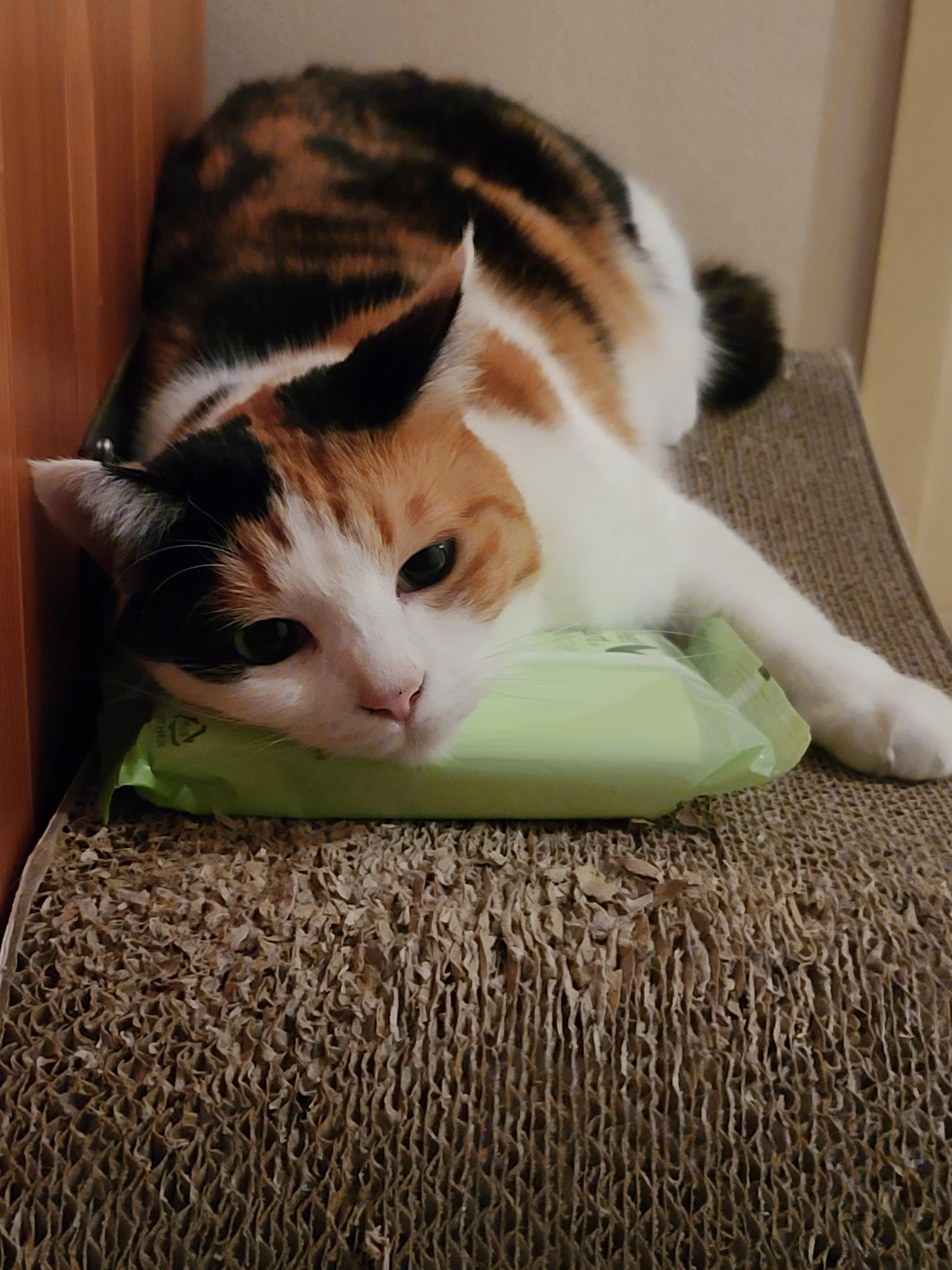 거봐요~ 고양이들 주변사물 활용 잘 한다니깐 ㅋㅋㅋ. 똑똑한 고양이들.