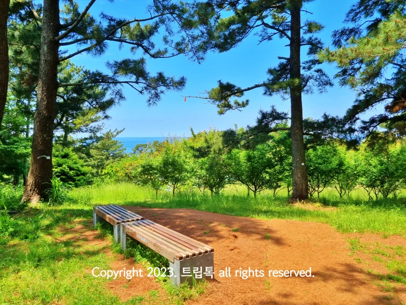 나무 벤치와 나무들과 약간의 바다가 보이는 풍경