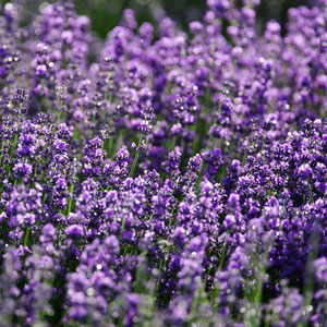 빈혈에 좋은 약초 - 황기