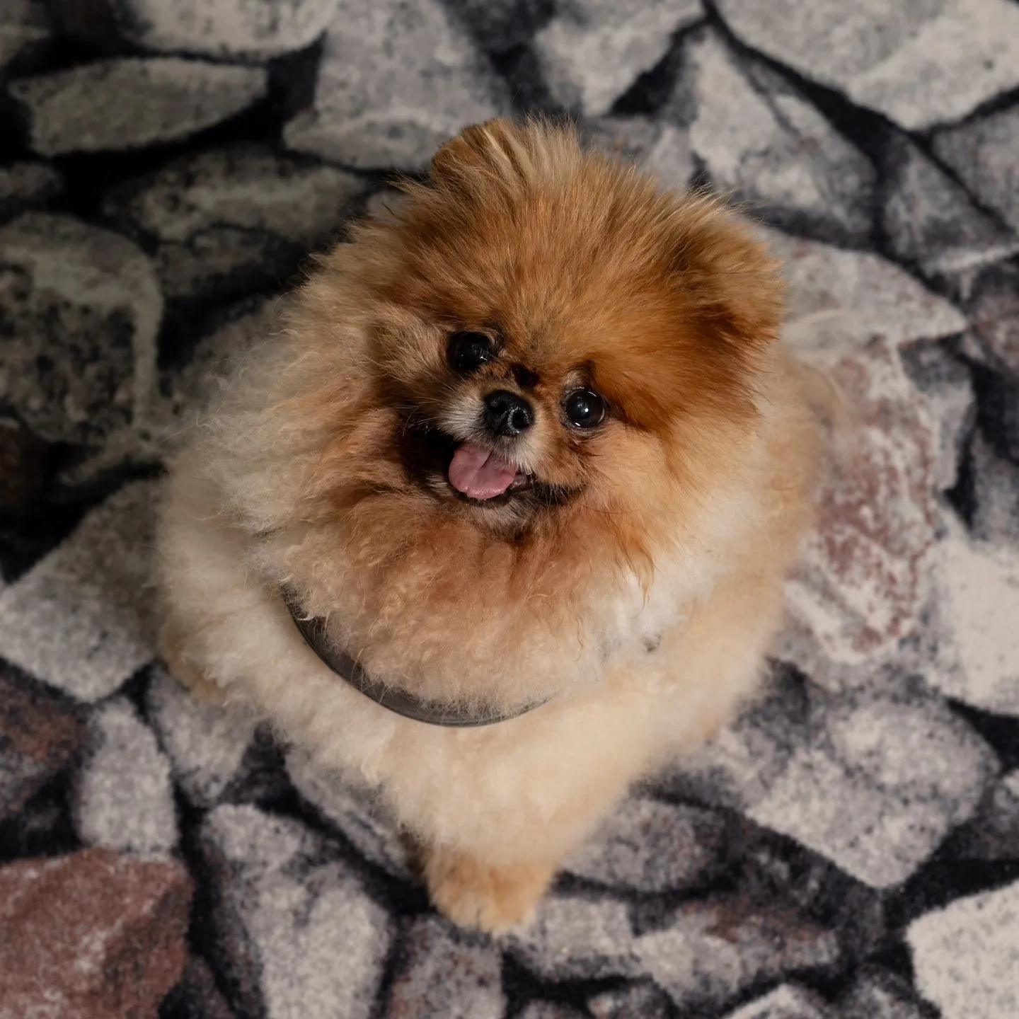 반려견 리우 수영 선수