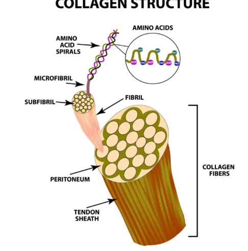 콜라겐의-효능-콜라겐-부작용-건강