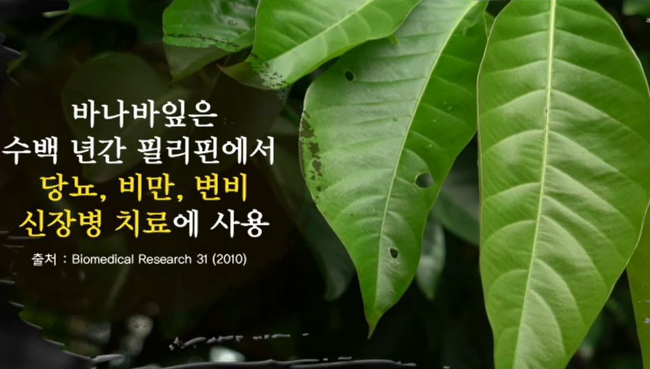 바나바잎 효능