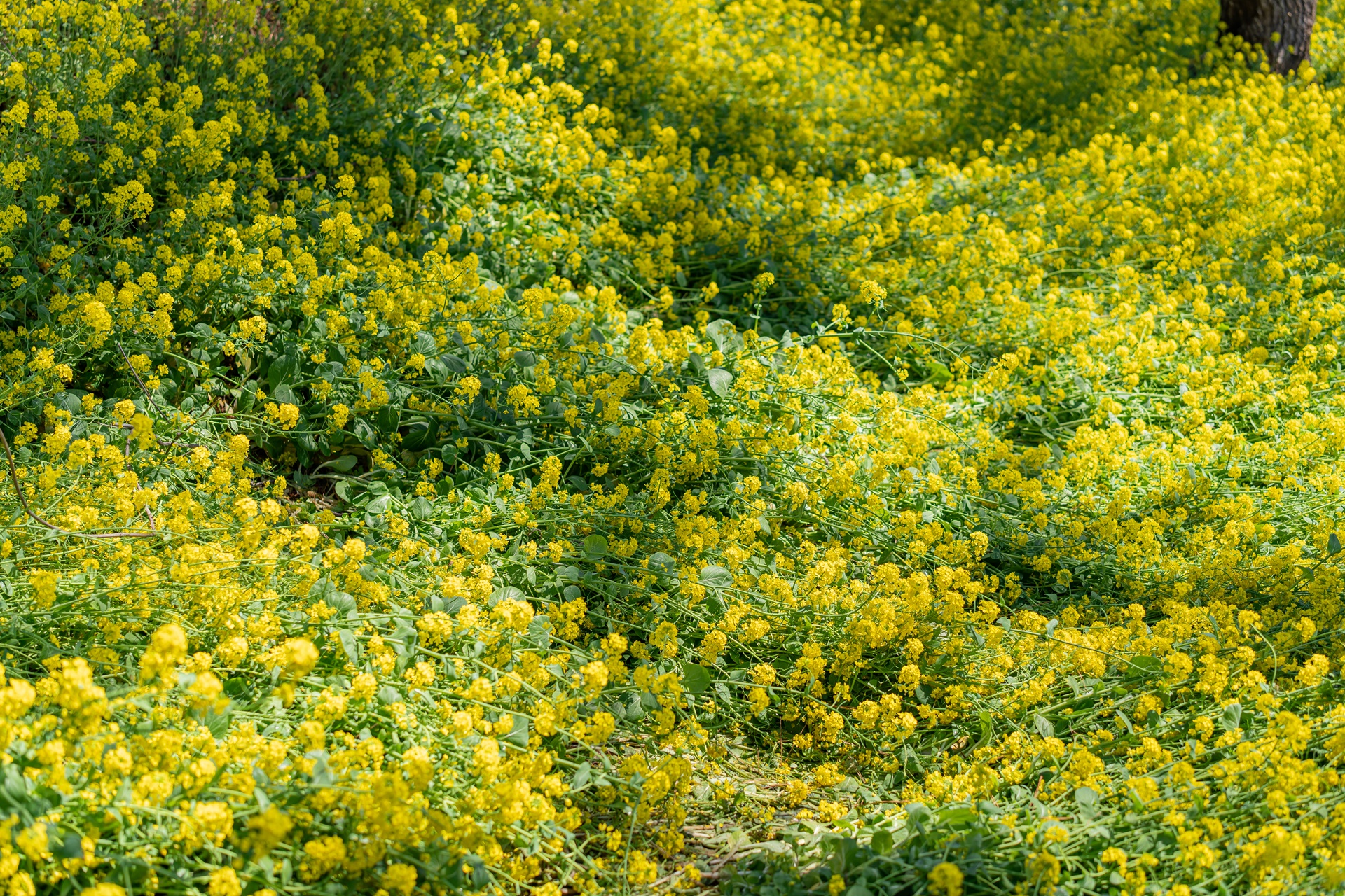 #JW가든 #JW메리어트제주 #댄싱두루미 #더플라잉호그 #아일랜드키친 #유채꽃 #제주사진 #제주여행 #제주유채꽃 #제주호텔