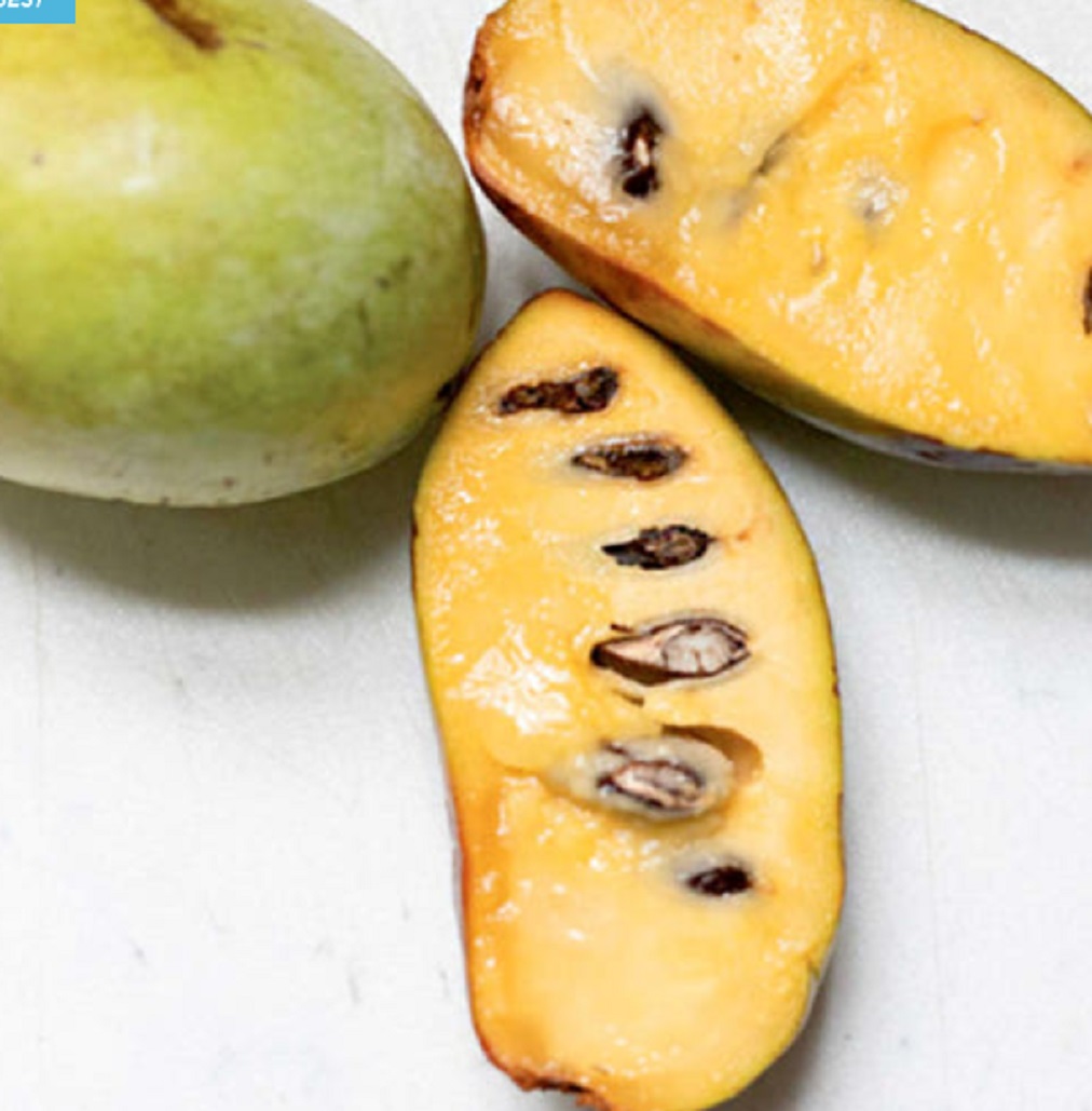 6시내고향-포포열매-논산-포포나무열매