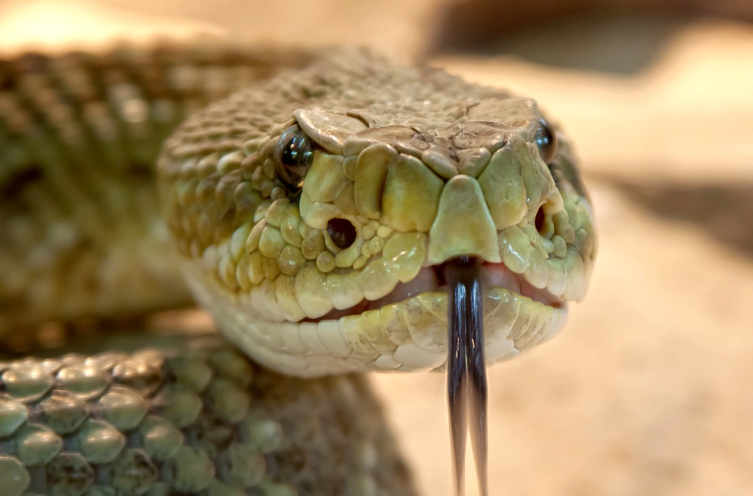 2023년 뱀띠운세