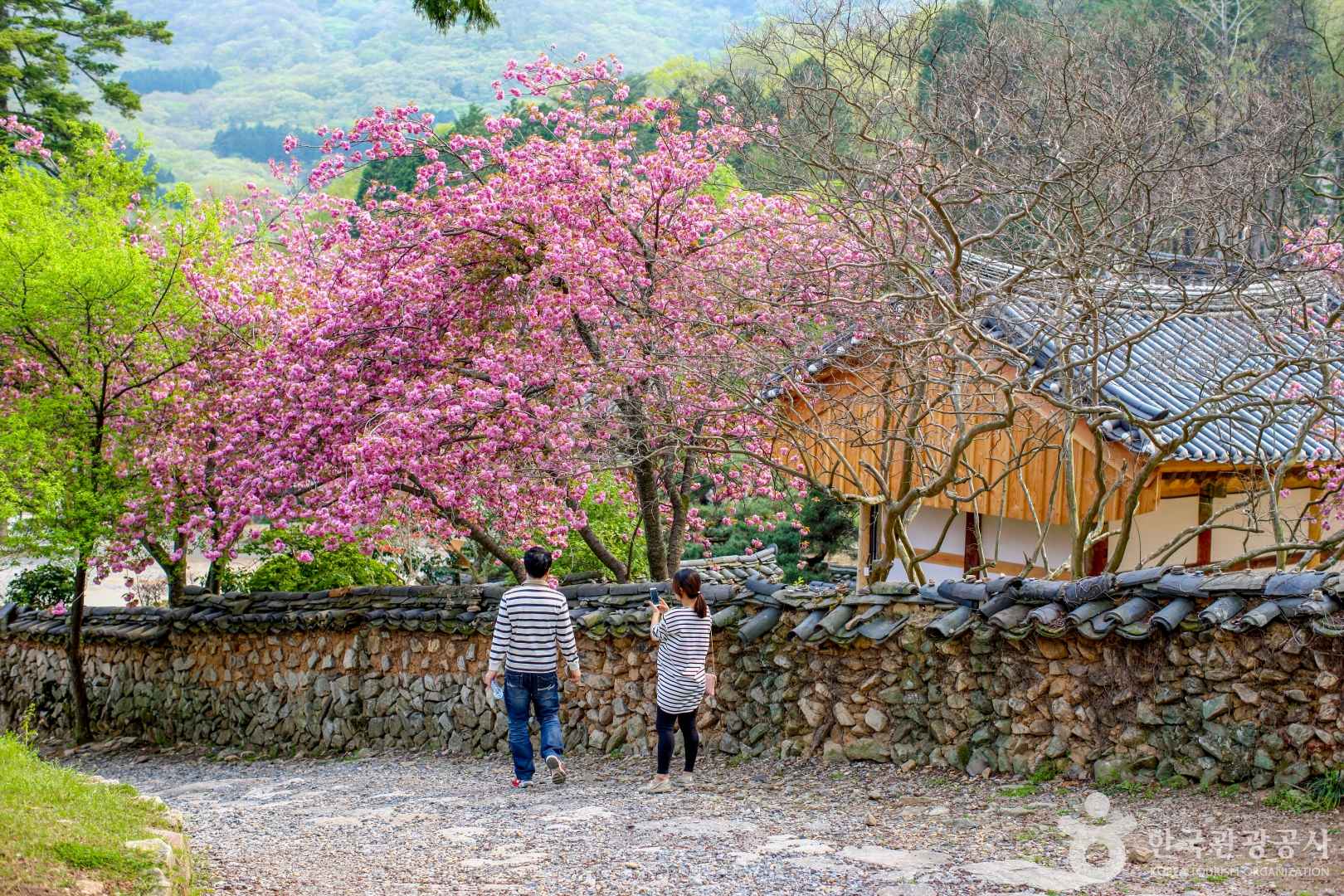 순천 선암사 겹벚꽃