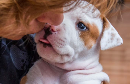 남의 얼굴을 핥는 개.