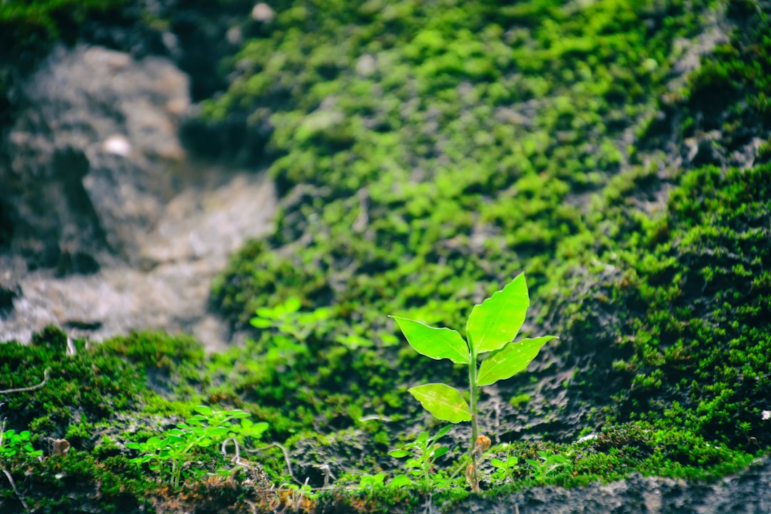 Growth