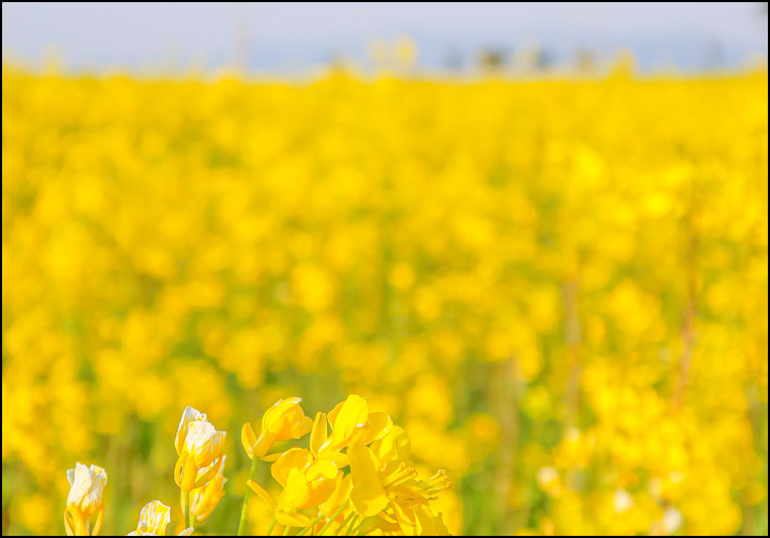 24년-유채꽃-개화시기-유채꽃명소-안내