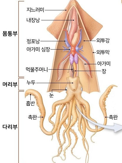 오징어 몸 구조