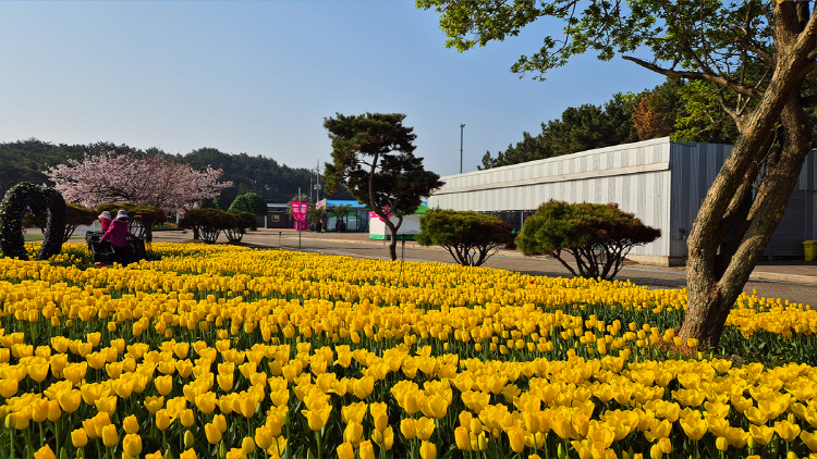 태안 튤립축제