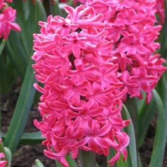 히아신스 꽃말 키우는법 꽃이 지고난 후 수경재배_18