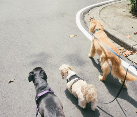 강아지 수명 단축시키는 건강관리 실수 5가지 초보 견주 필독