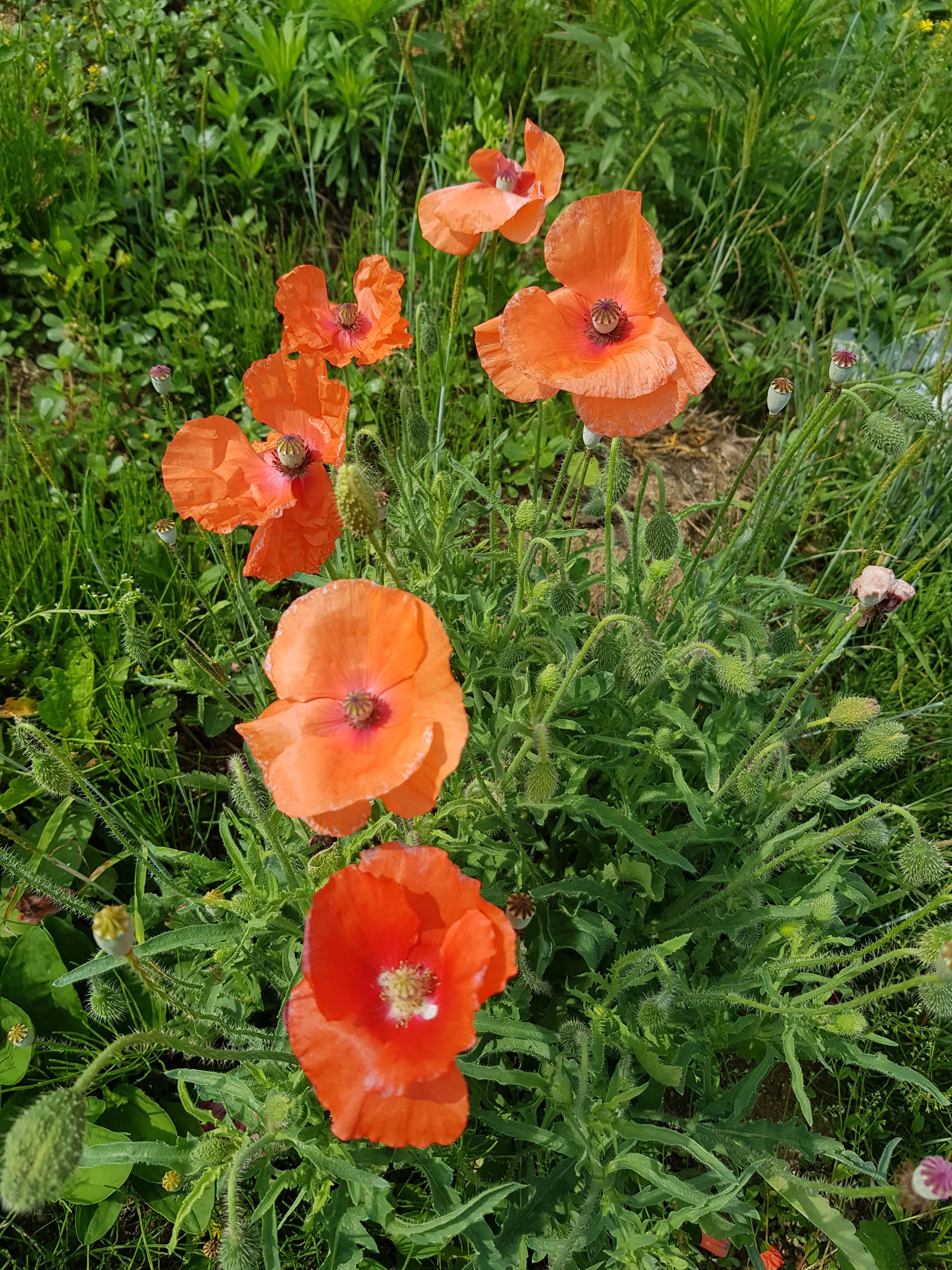 지적도와 토지대장 보는 법