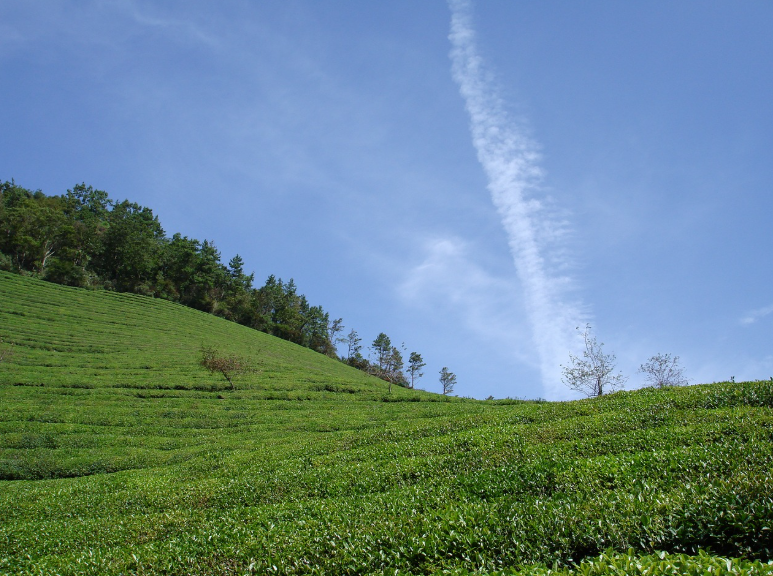 보성 풍경 사진