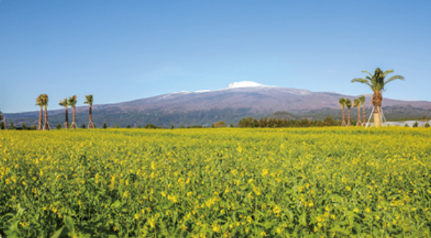 2025 휴애리 유채꽃 축제
