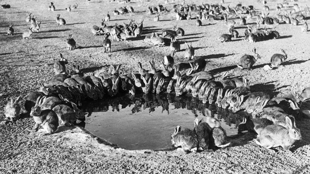 바이러스가 담긴 웅덩이로 토끼를 유도해 개체수를 조절하려는 시도