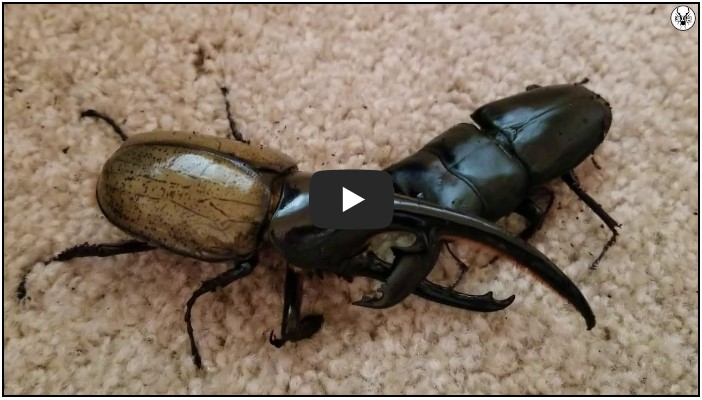 곤충 유튜버 순위 TOP 10 2