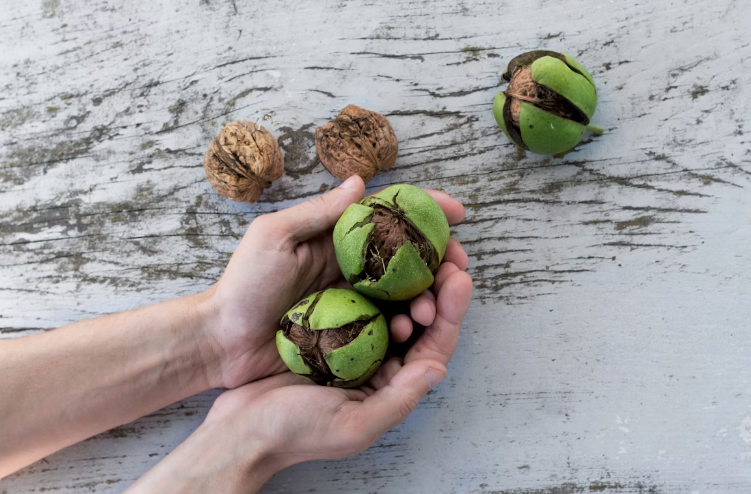 식이 요법 역할과 효과