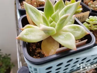 &amp;quot;다육이