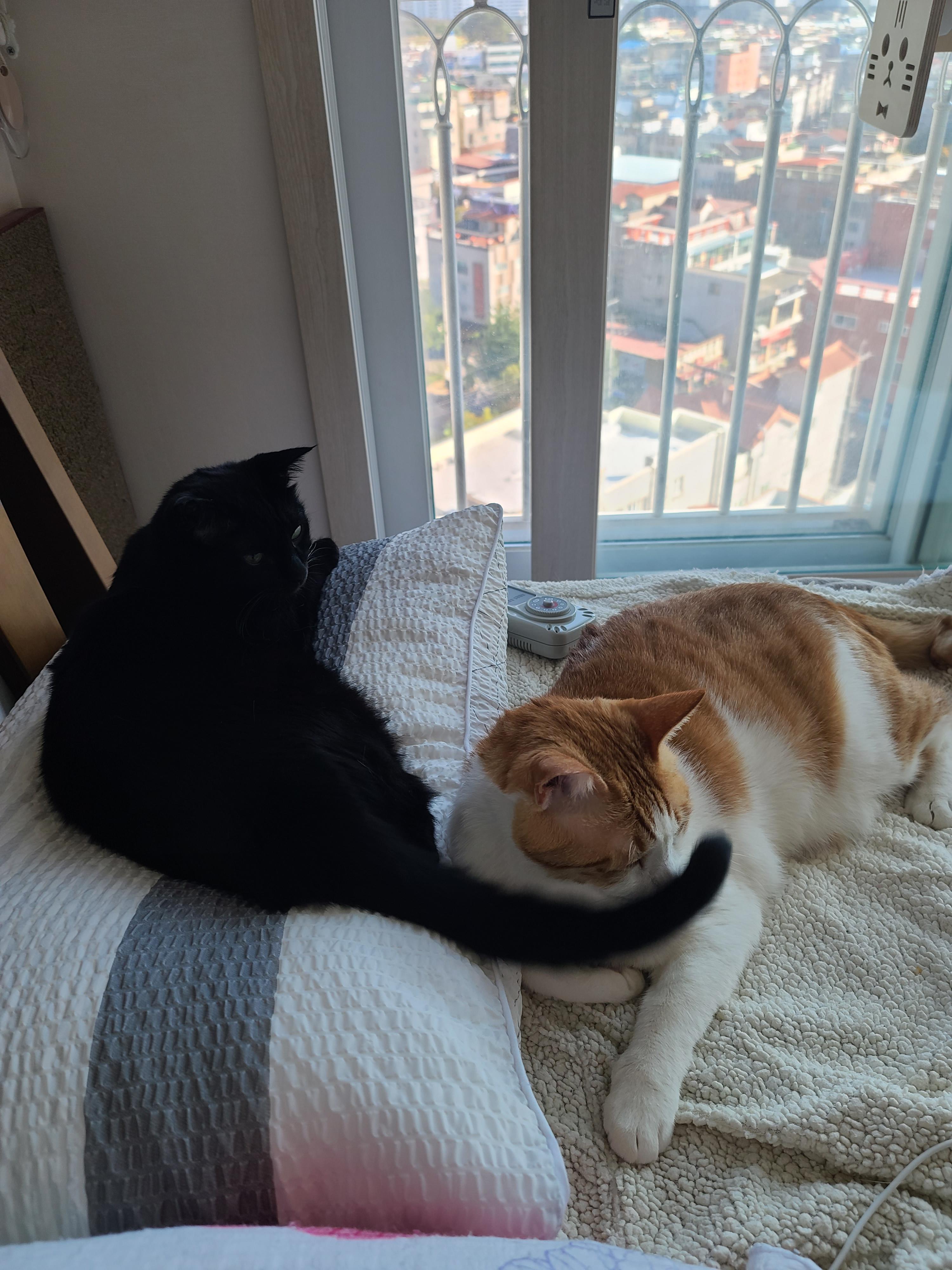 오랜만에 달달한 호야건이 브로맨스 (feat. 막둥이 삐용)