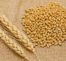 맥주효모의 효능