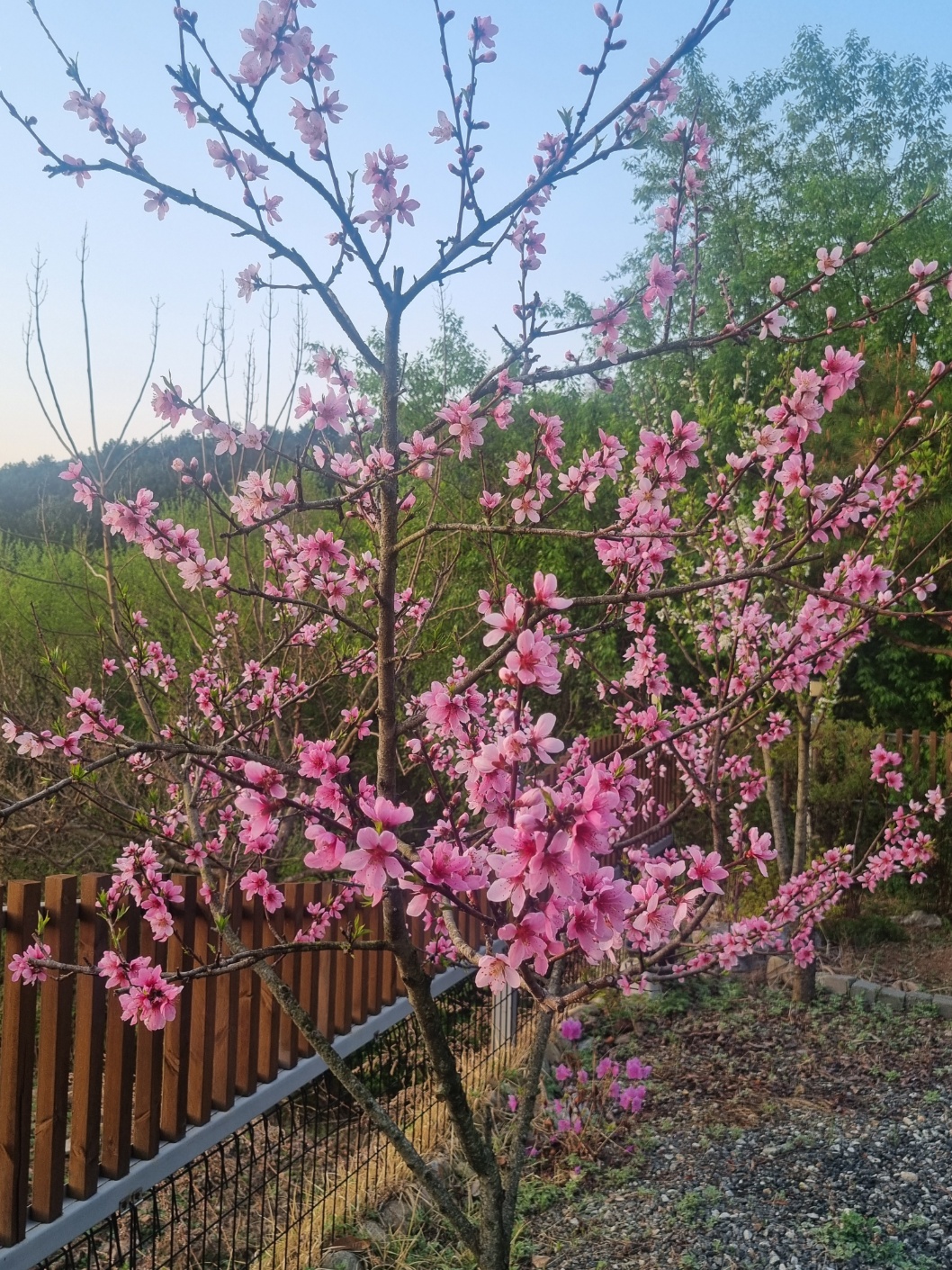 복사꽃