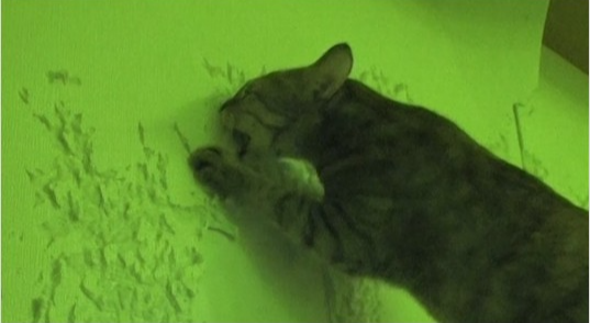 TV 동물농장 브루스