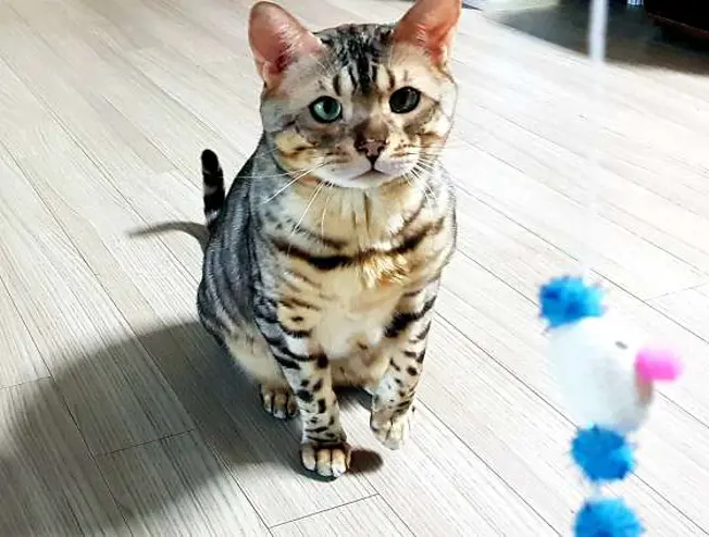 백현Se동물병원