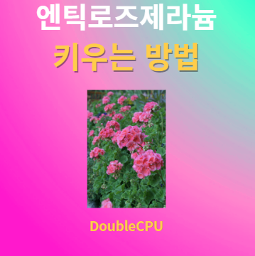 엔틱로즈제라늄 키우기 물주기