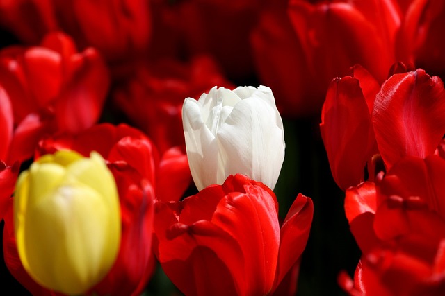 아침고요수목원