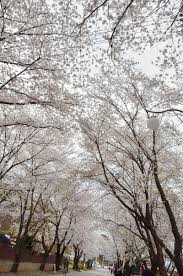 강원도 춘천댐 벚꽃 명소 베스트 5 벚꽃시기 만개시기 드라이브 코스