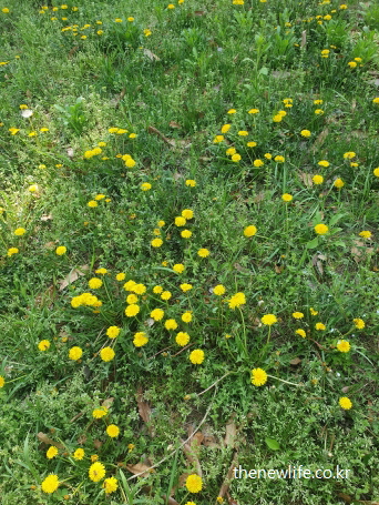 봄 들판에 가득 피어난 노란 민들레꽃 밭