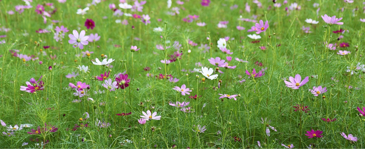 산소에서 제사 지내는 법