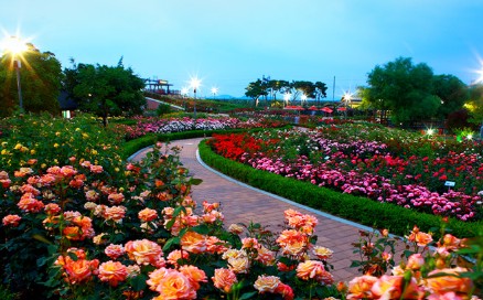 곡성장미세계축제