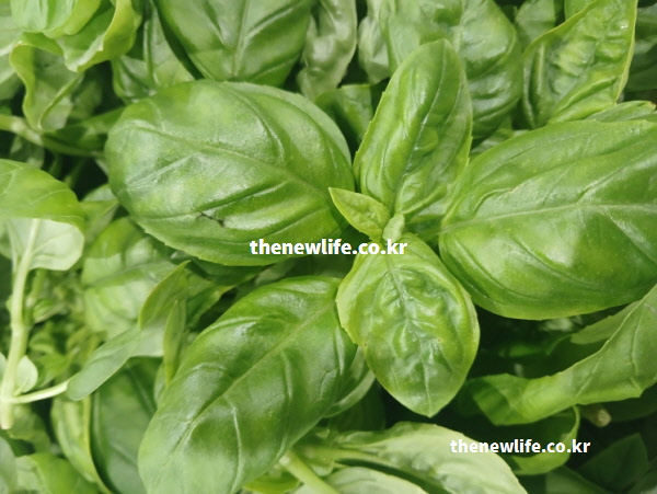 눈의 점막을 촉촉하게 하는 루테인과 제아잔틴이 함유된 싱싱한 바질 효능 잎