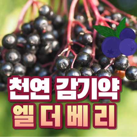 엘더베리 효능