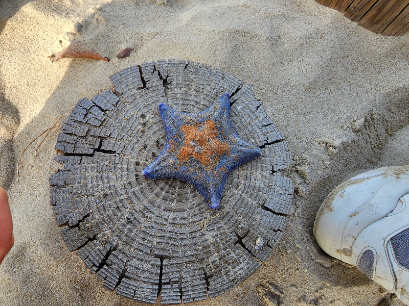 선셋카페-투썸플레이스-바다-불가사리