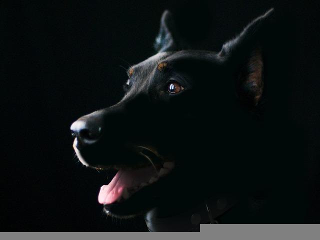 강아지 꿈 해몽 (13)