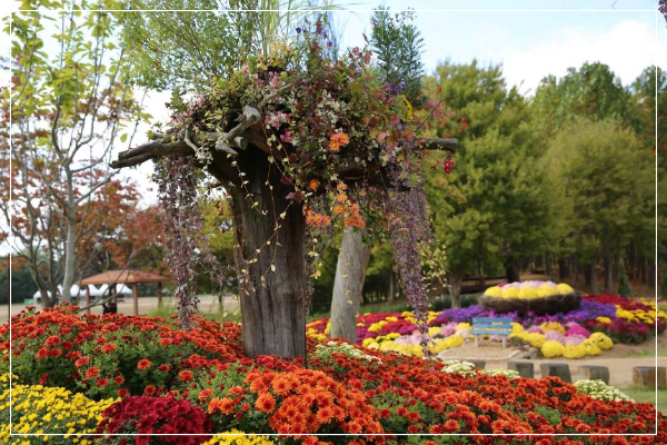 인천 드림파크 국화축제 이미지/ 출처: 대한민국 구석구석
