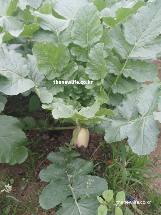 몸속 노폐물 배출을 촉진하고 염증 수치를 낮추는 데 기여하는 싱싱한 무 실사진