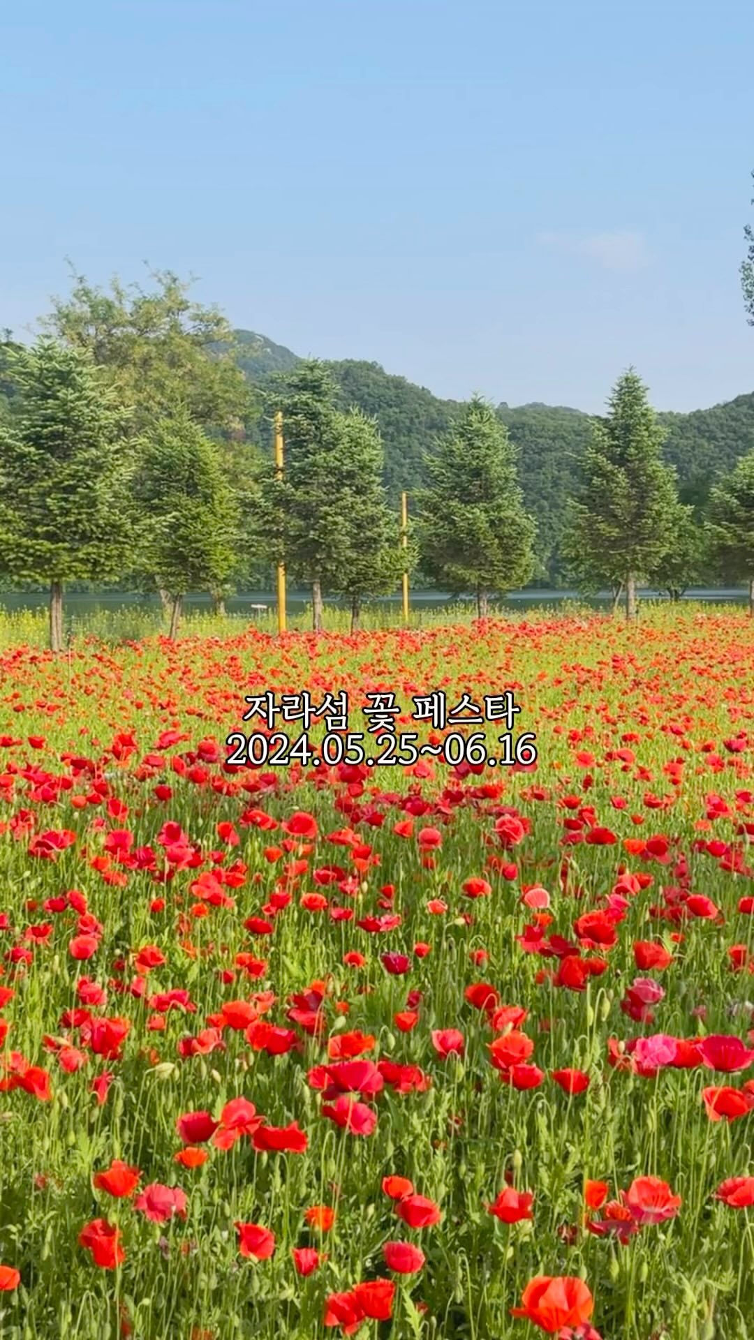 자라섬 꽃 페스타