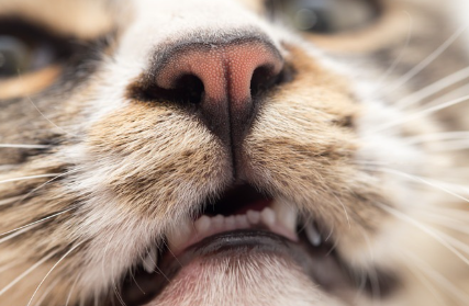 조금 입을 벌리고 있는 고양이의 클로즈업.