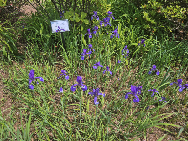 풀밭에 곱게 핀 보라색 붓꽃 여러 송이