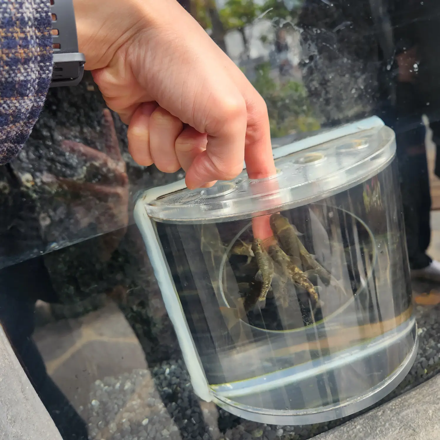 손가락-먹는-닥터피쉬